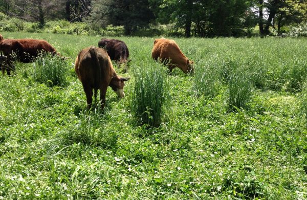 Pasture grasses